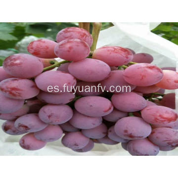 mejores uvas globales rojas xinjiang